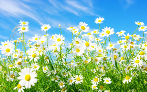 images-of-spring-flowers-and-wallpapers-14